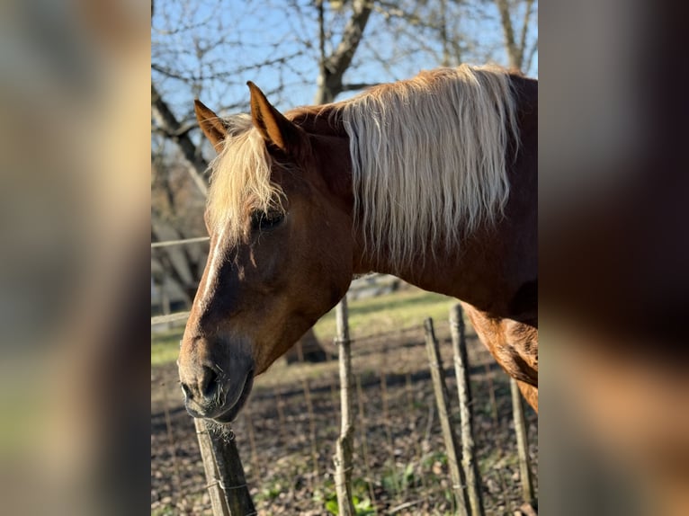 Other Heavy Horses Mare 7 years 16.1 hh Chestnut-Red in Jabing