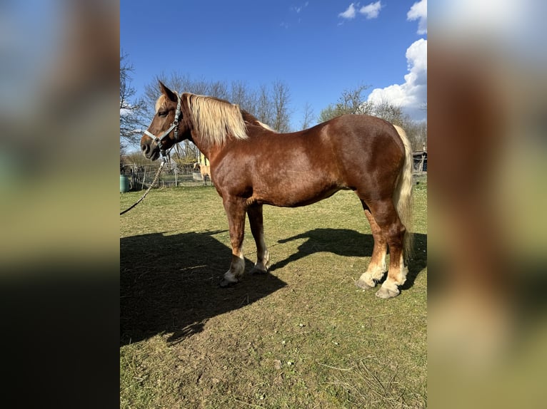 Other Heavy Horses Mare 7 years 16.1 hh Chestnut-Red in Jabing