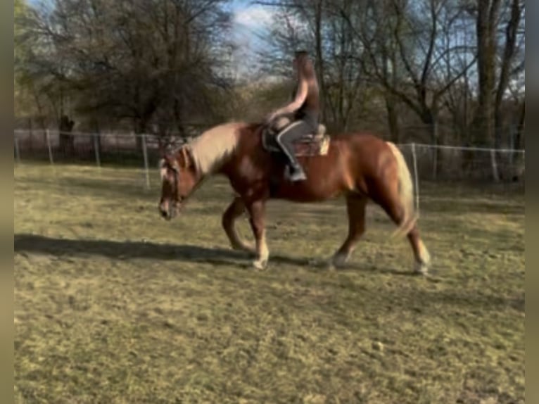 Other Heavy Horses Mare 7 years 16.1 hh Chestnut-Red in Jabing