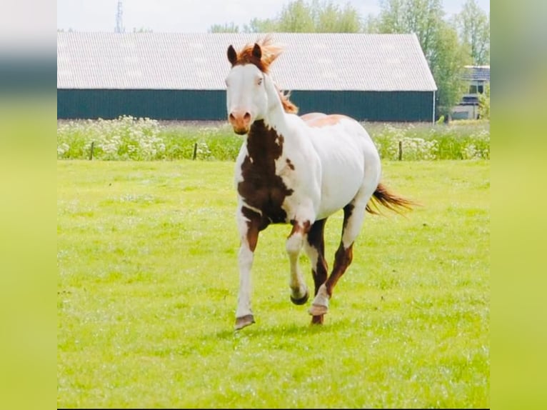 Other Heavy Horses Mare 7 years 16 hh Chestnut-Red in Kirchbichl
