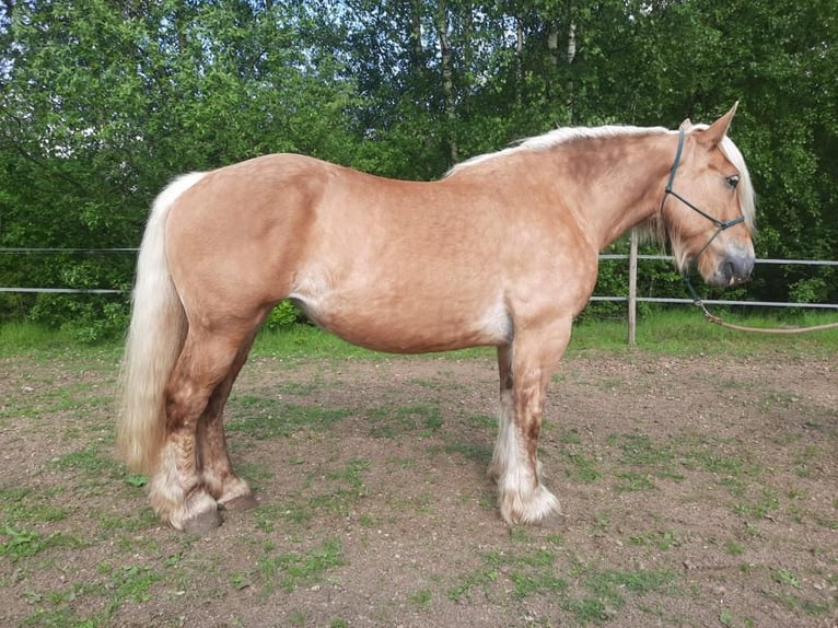 Other Heavy Horses Mare 7 years 16 hh Chestnut-Red in Kirchbichl
