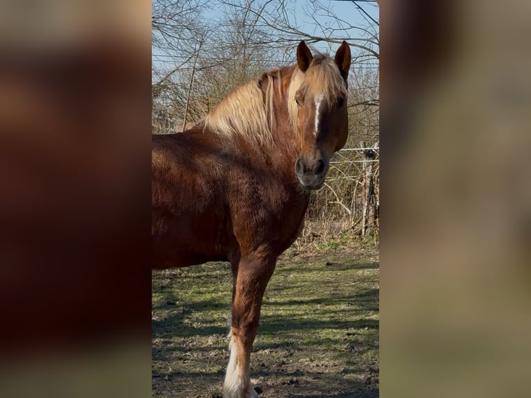 Other Heavy Horses Mare 7 years 16,1 hh Chestnut-Red in Jabing