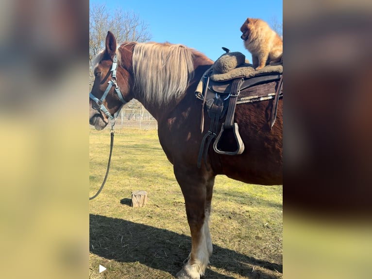 Other Heavy Horses Mare 7 years 16,1 hh Chestnut-Red in Jabing