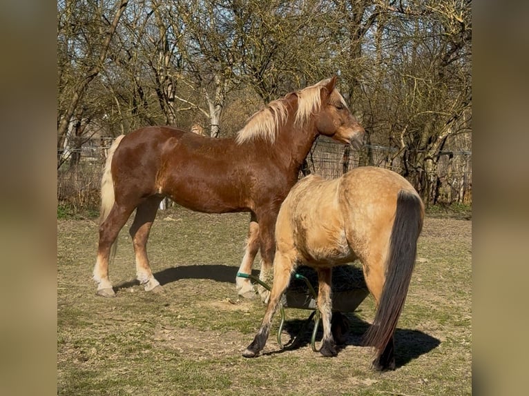 Other Heavy Horses Mare 7 years 16,1 hh Chestnut-Red in Jabing