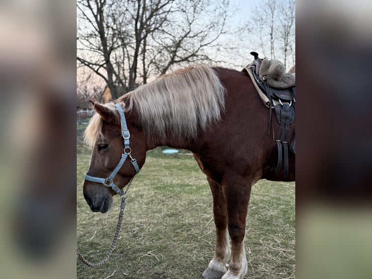 Other Heavy Horses Mare 7 years 16,1 hh Chestnut-Red in Jabing