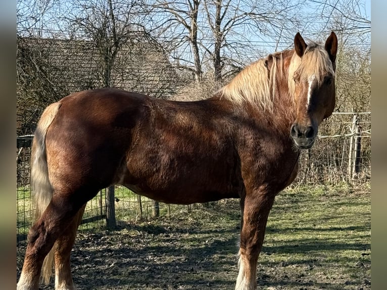 Other Heavy Horses Mare 7 years 16,1 hh Chestnut-Red in Jabing