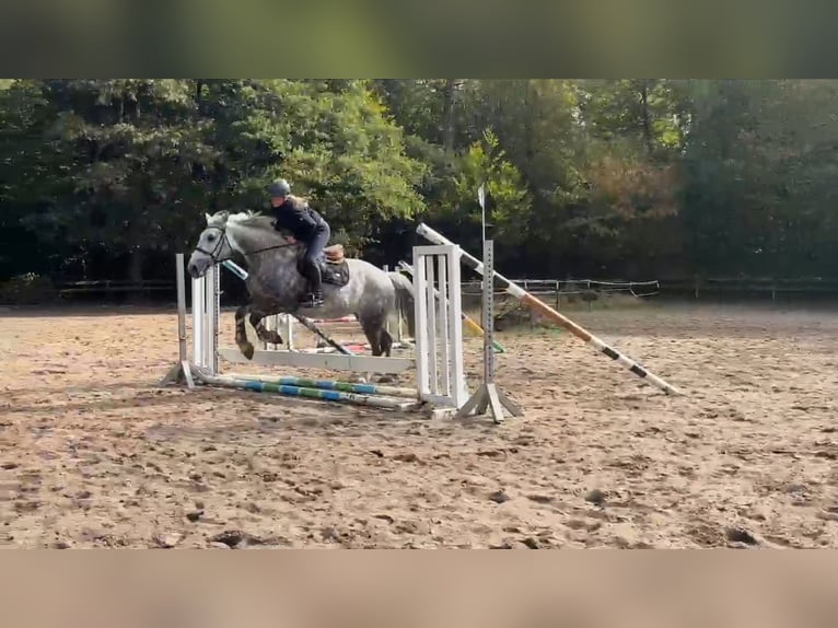 Other Heavy Horses Mare 8 years 15.2 hh Grey-Dark-Tan in Braunschweig