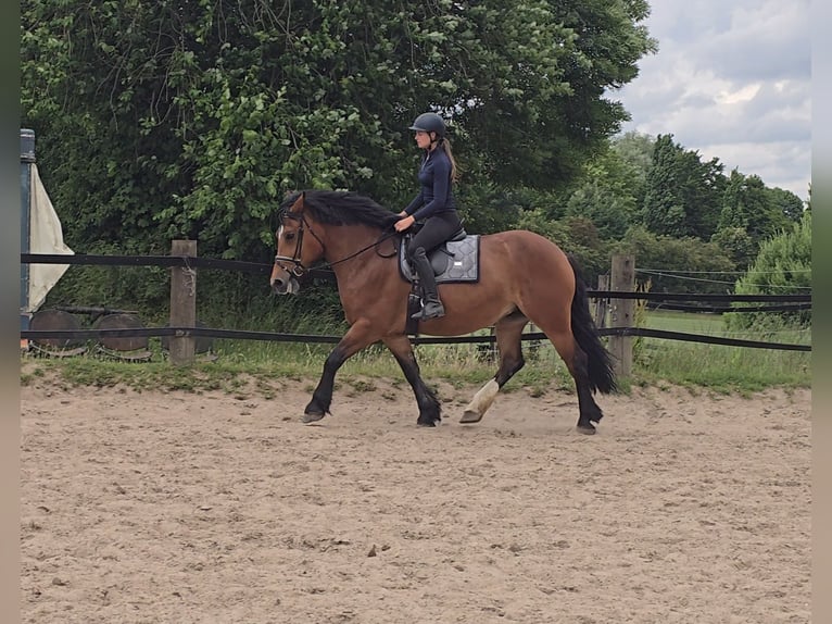 Other Heavy Horses Mare 8 years 15,2 hh Brown in M&#xFC;lheim an der Ruhr