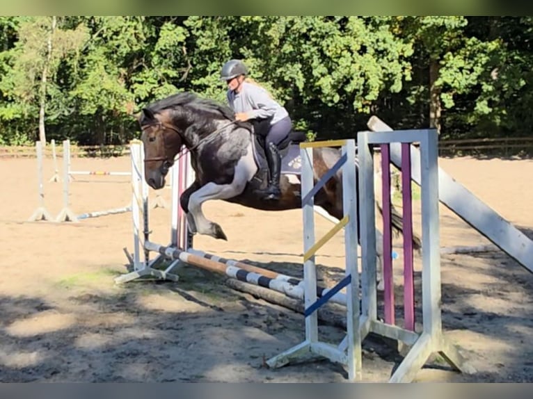 Other Heavy Horses Mare 8 years 15,2 hh Pinto in Braunschweig