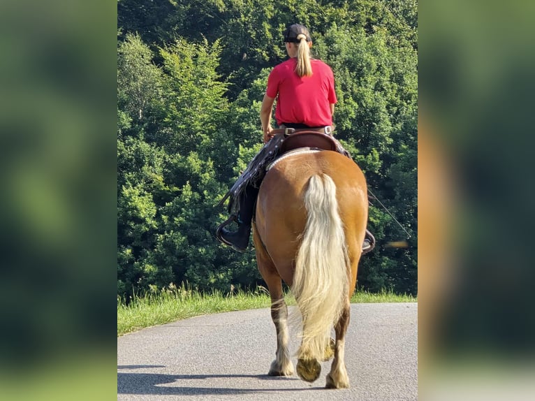 Other Heavy Horses Mare 8 years 16 hh Chestnut-Red in Linkenbach