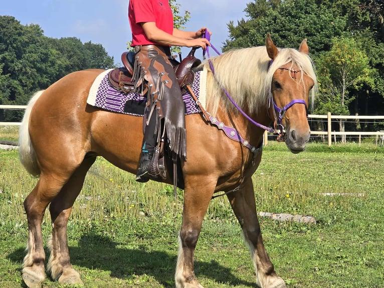 Other Heavy Horses Mare 8 years 16 hh Chestnut-Red in Linkenbach
