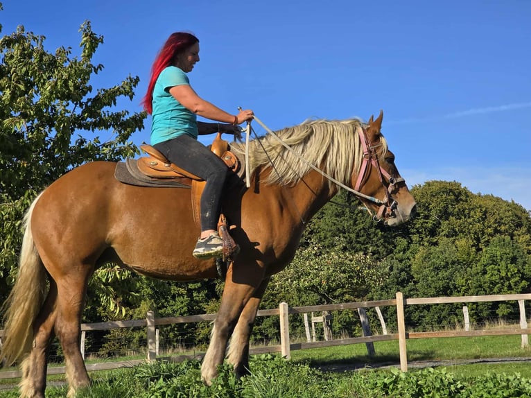 Other Heavy Horses Mare 8 years 16 hh Chestnut-Red in Linkenbach