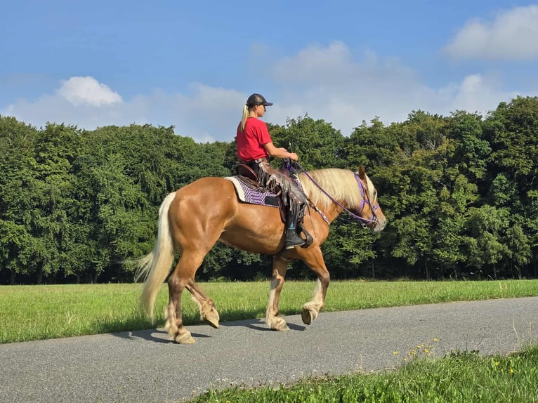 Other Heavy Horses Mare 8 years 16 hh Chestnut-Red in Linkenbach