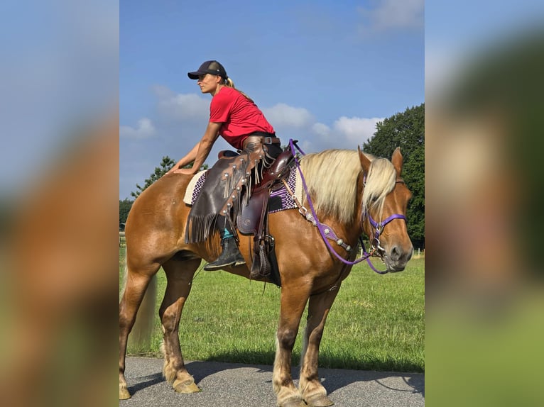 Other Heavy Horses Mare 8 years 16 hh Chestnut-Red in Linkenbach