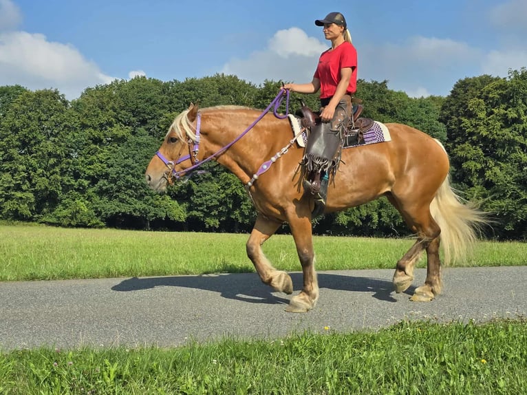 Other Heavy Horses Mare 8 years 16 hh Chestnut-Red in Linkenbach