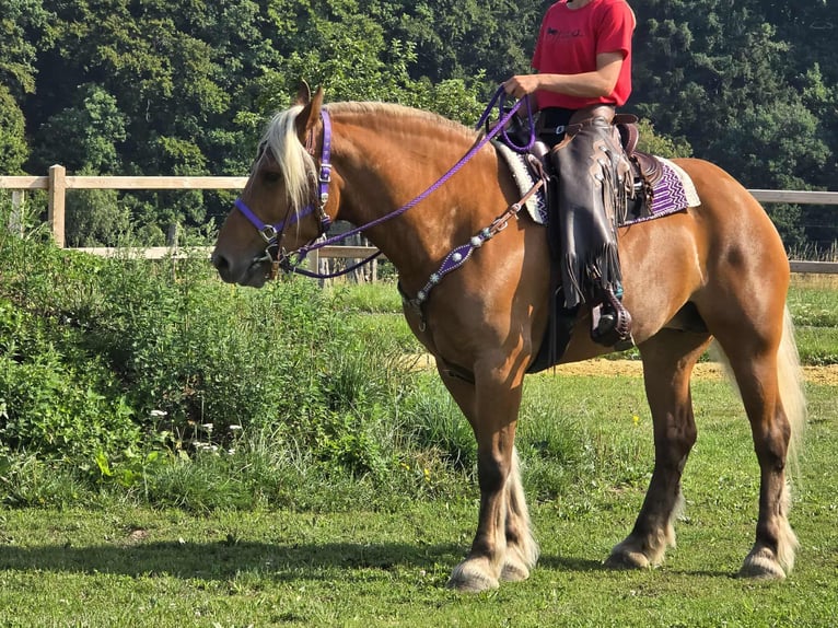 Other Heavy Horses Mare 8 years 16 hh Chestnut-Red in Linkenbach