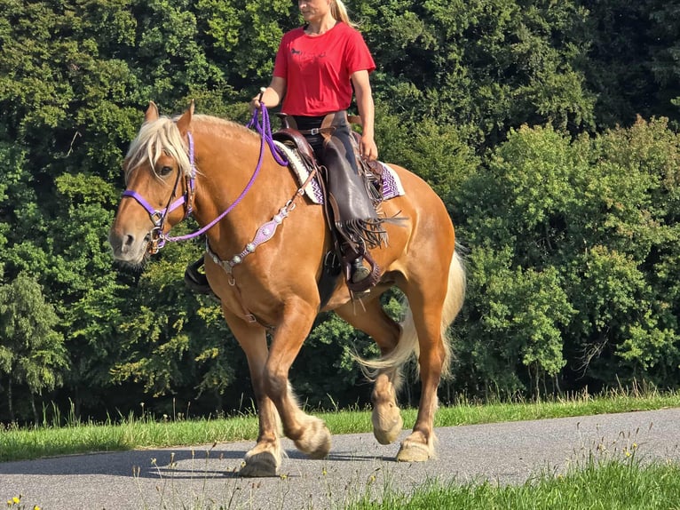 Other Heavy Horses Mare 8 years 16 hh Chestnut-Red in Linkenbach