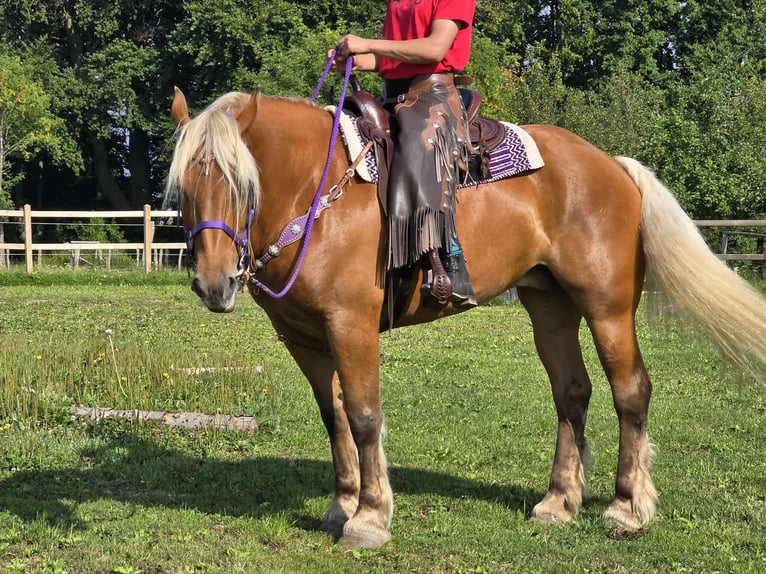 Other Heavy Horses Mare 8 years 16 hh Chestnut-Red in Linkenbach