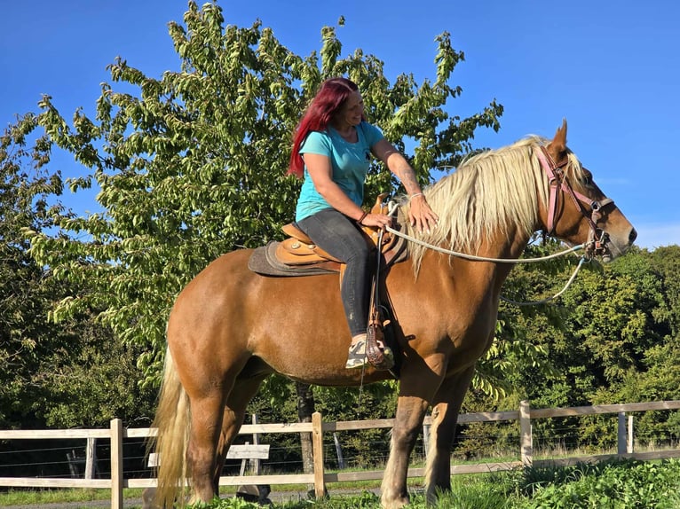 Other Heavy Horses Mare 8 years 16 hh Chestnut-Red in Linkenbach