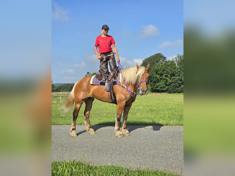 Other Heavy Horses Mare 8 years 16 hh Chestnut-Red in Linkenbach