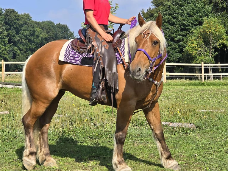 Other Heavy Horses Mare 8 years 16 hh Chestnut-Red in Linkenbach