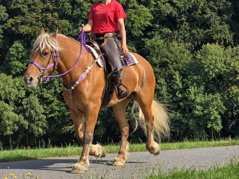 Other Heavy Horses Mare 8 years 16 hh Chestnut-Red in Linkenbach