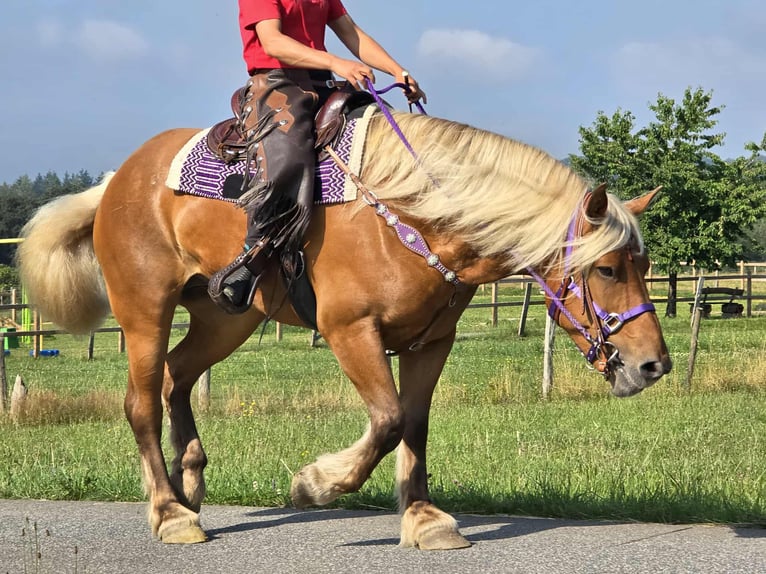 Other Heavy Horses Mare 8 years 16 hh Chestnut-Red in Linkenbach