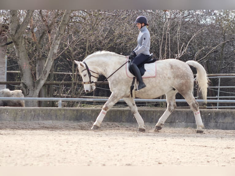 Other Heavy Horses Mix Mare 8 years 16 hh Gray-Dapple in Wien, Donaustadt