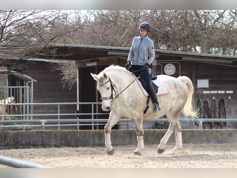 Other Heavy Horses Mix Mare 8 years 16 hh Gray in Wien