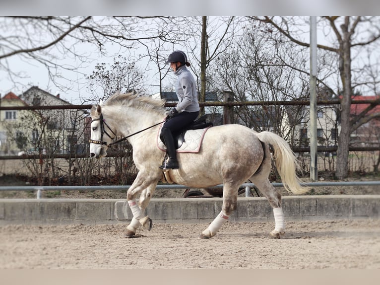 Other Heavy Horses Mix Mare 8 years 16 hh Gray in Wien