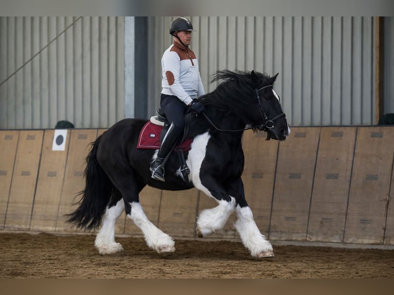 Other Heavy Horses Mare 8 years  in Neustadt (Wied)