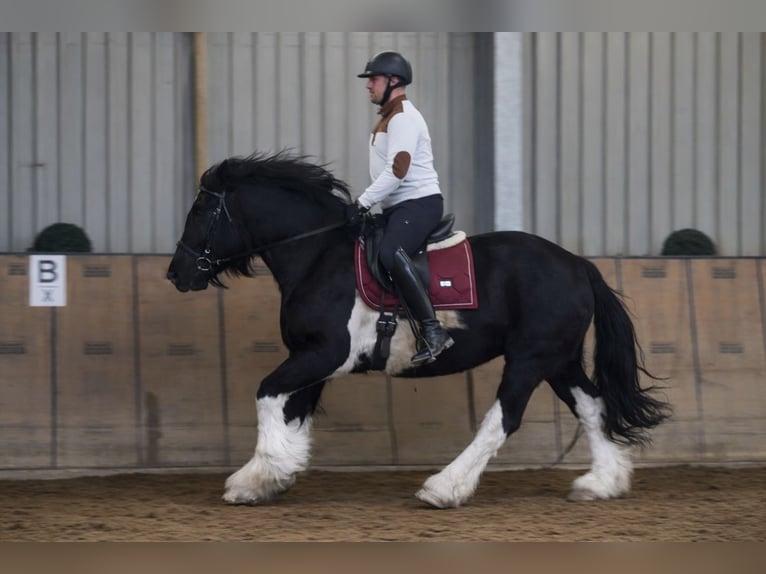 Other Heavy Horses Mare 8 years  in Neustadt (Wied)