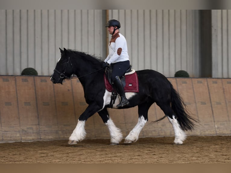 Other Heavy Horses Mare 8 years  in Neustadt (Wied)