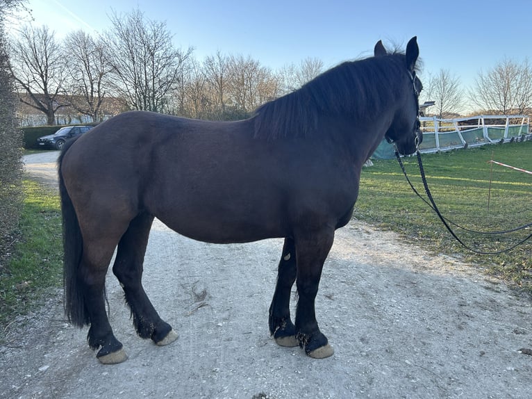 Other Heavy Horses Mix Mare 9 years 15 hh Black in Westerheim
