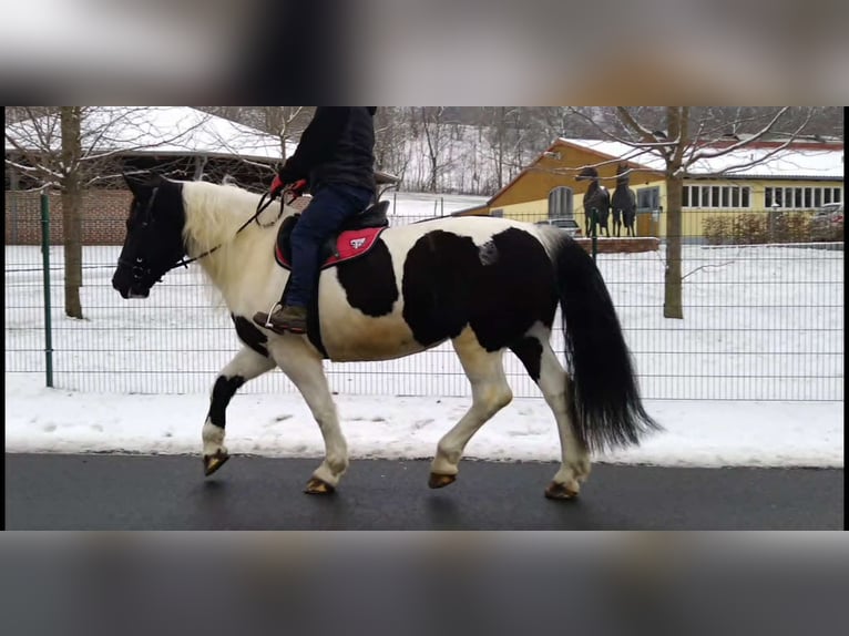Other Heavy Horses Mare 9 years 15,3 hh Pinto in Kamenz