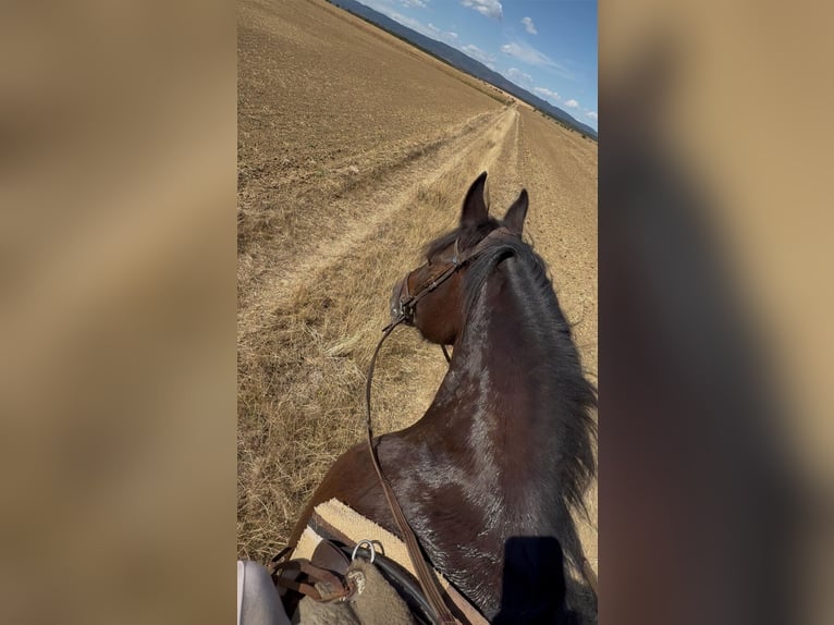 Other Heavy Horses Mare 9 years 16.2 hh Bay-Dark in Rechnitz