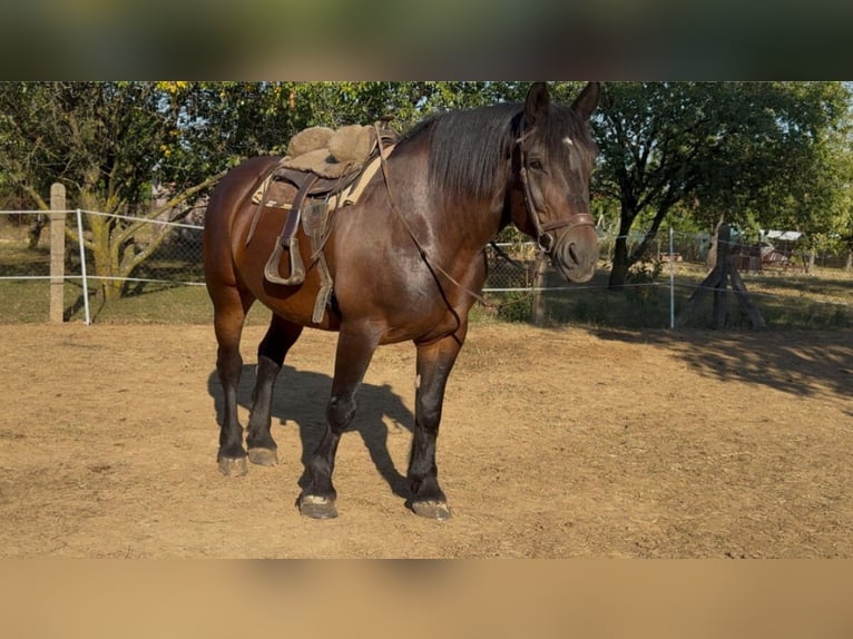Other Heavy Horses Mare 9 years 16.2 hh Bay-Dark in Rechnitz