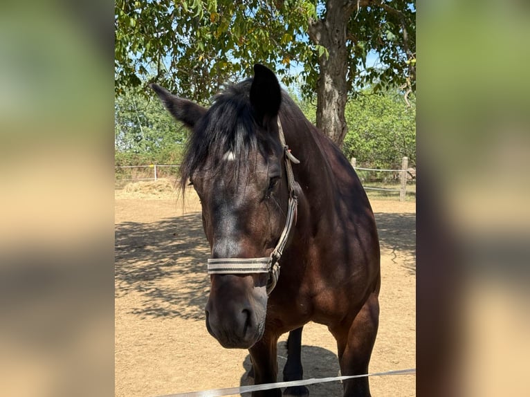 Other Heavy Horses Mare 9 years 16.2 hh Bay-Dark in Rechnitz