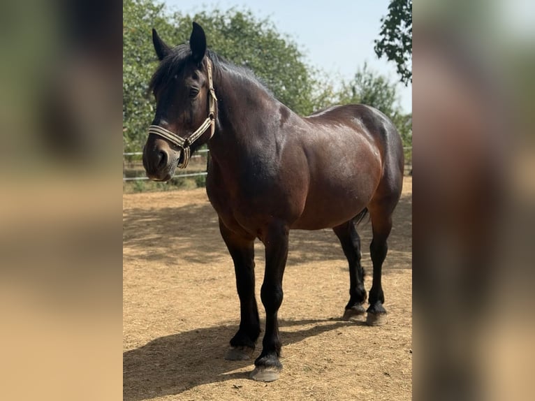 Other Heavy Horses Mare 9 years 16.2 hh Bay-Dark in Rechnitz