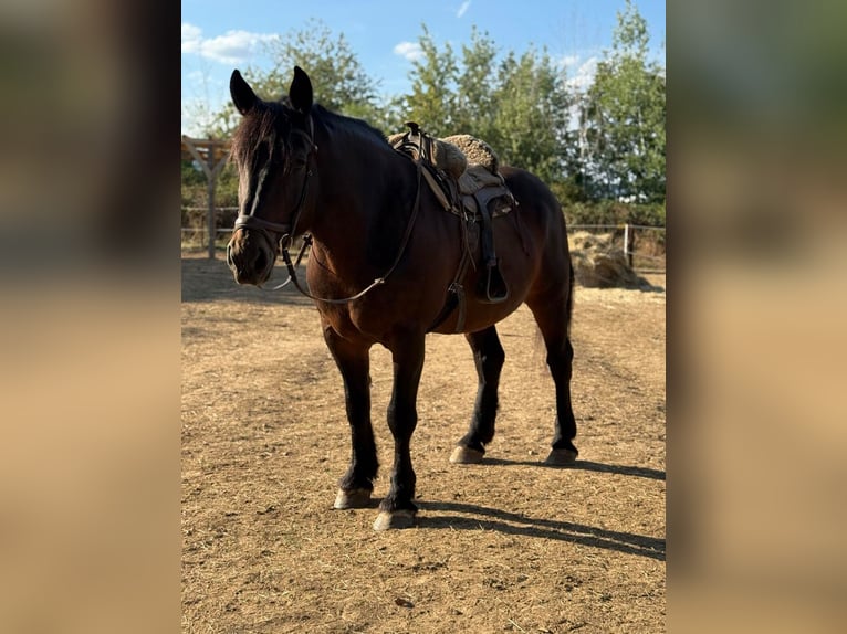 Other Heavy Horses Mare 9 years 16.2 hh Bay-Dark in Rechnitz