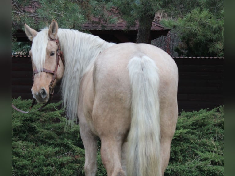 Other Heavy Horses Mare 9 years 16 hh Palomino in Békés