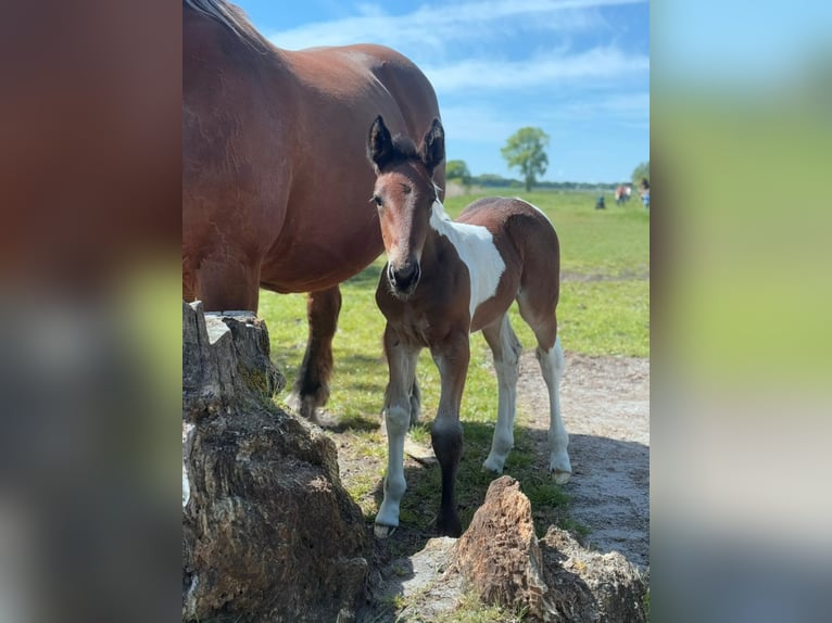 Other Heavy Horses Mix Mare Foal (04/2025) 16,1 hh Pinto in Weener
