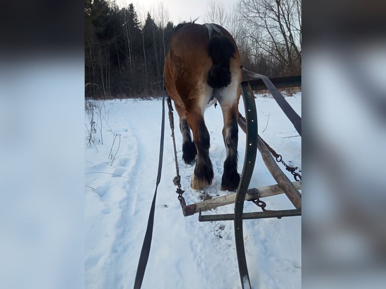 Other Heavy Horses Stallion 2 years 15 hh Brown in Kostomłoty pierwsze