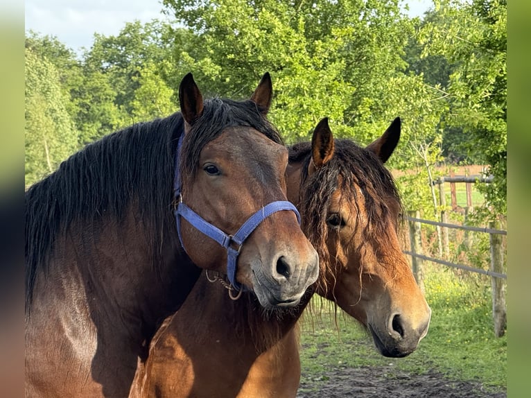 Other Heavy Horses Stallion 3 years 15,1 hh Brown in Beuningen