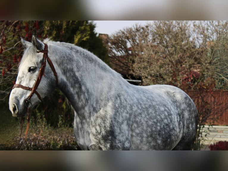 Other Heavy Horses Stallion 5 years 16,2 hh Grey in B&#xE9;k&#xE9;s