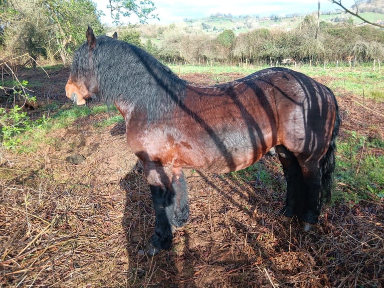 Other Heavy Horses Stallion 9 years Bay-Dark in Grado