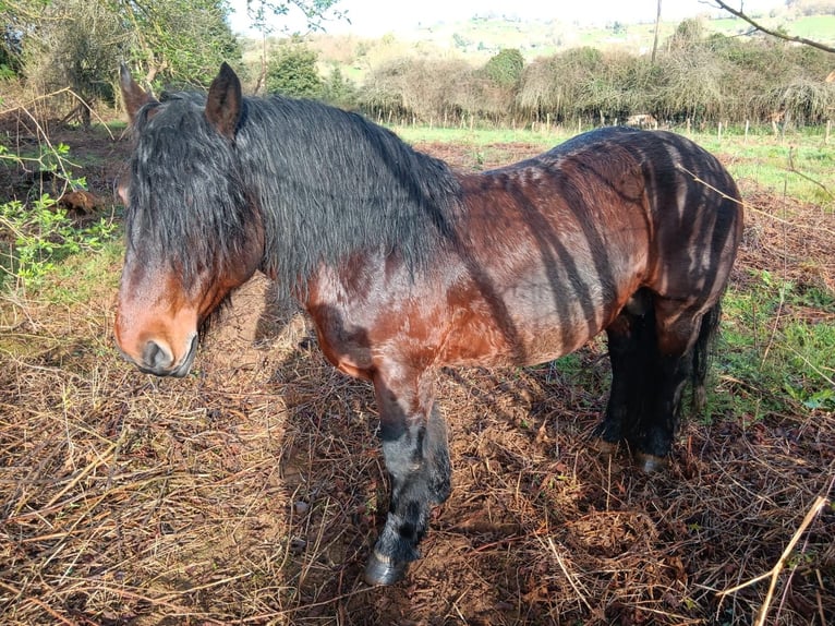 Other Heavy Horses Stallion 9 years Bay-Dark in Grado