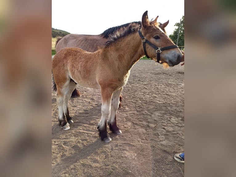 Other Heavy Horses Stallion Foal (01/2024) in Wienrode