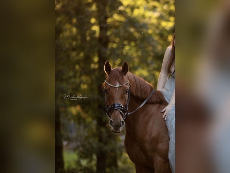 Other Thoroughbred Breeds Gelding 10 years 15.3 hh Chestnut-Red in Siegen