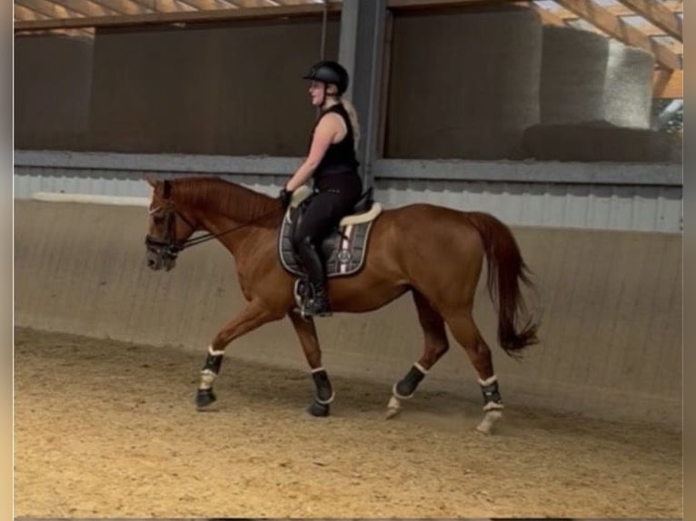 Other Thoroughbred Breeds Gelding 10 years 15.3 hh Chestnut-Red in Siegen